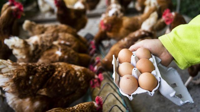 Les délégués de Bio Suisse ont décidé mercredi que d'ici 2026 plus aucun poussin ne sera tué dans les fermes obtenant son label. Tous les oeufs devront être incubés et les frères des poules engraissés. [KEYSTONE - JEAN-CHRISTOPHE BOTT]