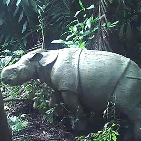 Un des deux petits rhinocéros de Java, l'un des animaux les plus menacés au monde, qui ont été repérés dans un parc national de l'Indonésie. [Ministery of environment/Indonesia]