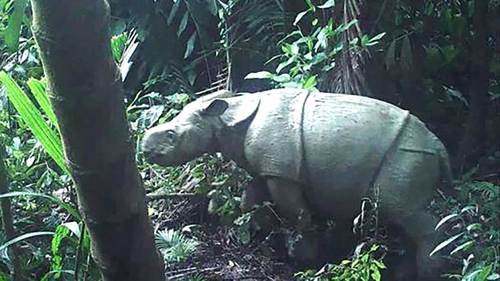 Un des deux petits rhinocéros de Java, l'un des animaux les plus menacés au monde, qui ont été repérés dans un parc national de l'Indonésie. [Ministery of environment/Indonesia]