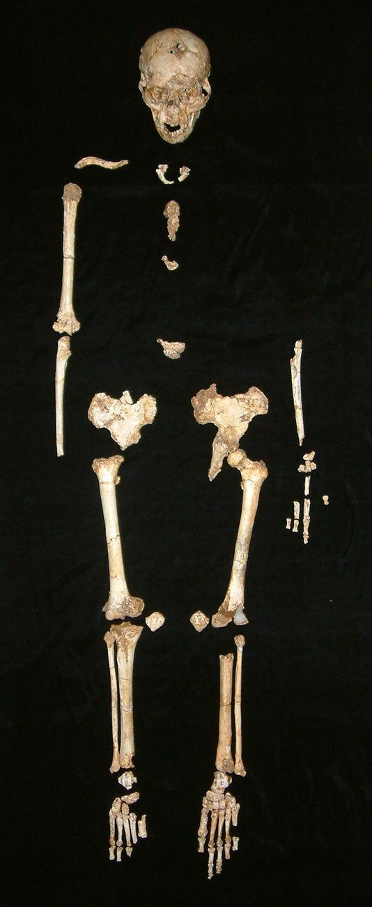 Le squelette d'Homo floresiensis découvert dnas la grotte de Liang Bua, à Ruteng, en Indonésie, sur l'île de Flores. [Keystone/AP photo - William Jungers/Dpt of Anatomical Sciences, Stony Brook University Medical Center]
