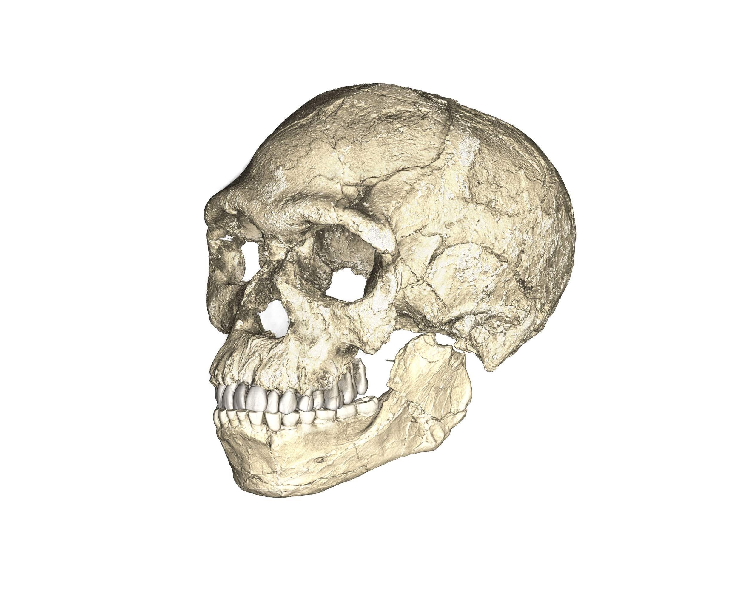 Une reconstruction du plus ancien Homo sapiens, découvert à Jebel Irhoud au Maroc. [MPI EVA Leipzig - Philipp Gunz]
