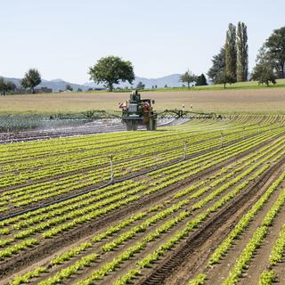 Un tracteur applique des pesticides sur un champ de laitues près de Birmenstorf (AG) le 17 septembre 2019. (image d'illustration) [Keystone - Christian Beutler]