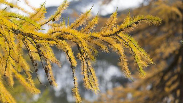 Une branche automnale de mélèze, près de Zernez, dans le Parc National Suisse, dans les Grisons. [Keystone - Gaëtan Bally]