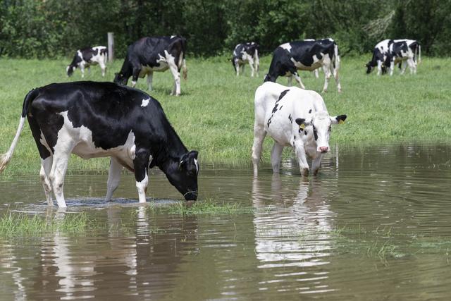 Les violents orages de ces derniers jours ont inondé les pâturages. [Keystone - Marcel Bieri]