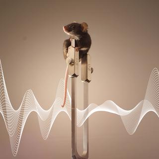 Des mécanorécepteurs le long des os du membre antérieur de la souris pourraient servir de sismographe pour "écouter" les vibrations.
Daniel Huber
Unige [Daniel Huber]