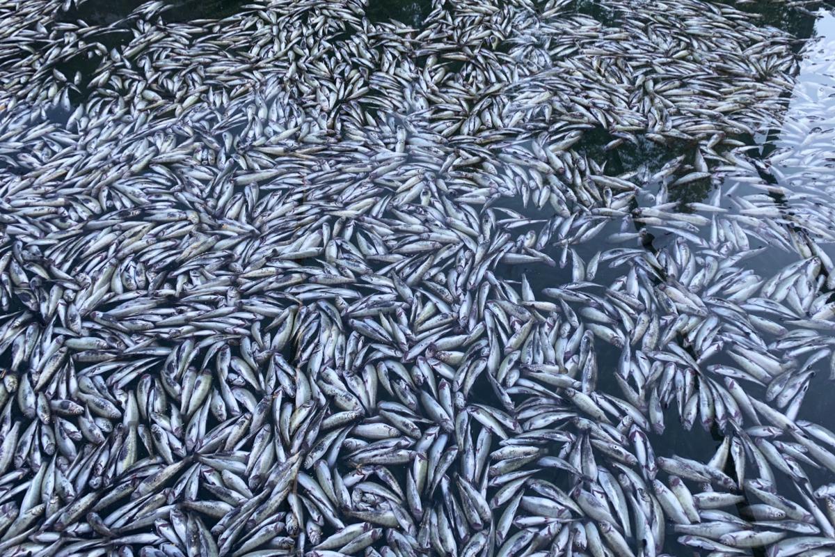 Des centaines de truites mortes flottent dans les eaux du Blausee, à Mitholz. Photo non datée. [Keystone - Blausee AG]