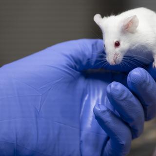 Une nouvelle initiative pour lutter contre la cruauté de la vivisection et l'expérimentale animale sous prétexte médical a été lancée en 2023 en Suisse. [KEYSTONE - Leandre Duggan]