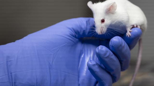 Une nouvelle initiative pour lutter contre la cruauté de la vivisection et l'expérimentale animale sous prétexte médical a été lancée en 2023 en Suisse. [KEYSTONE - Leandre Duggan]