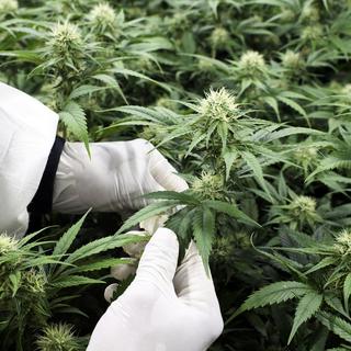La production de cannabis légal (CBD) de la société SwissGrinder à Sierre. [KEYSTONE - Anthony Anex]