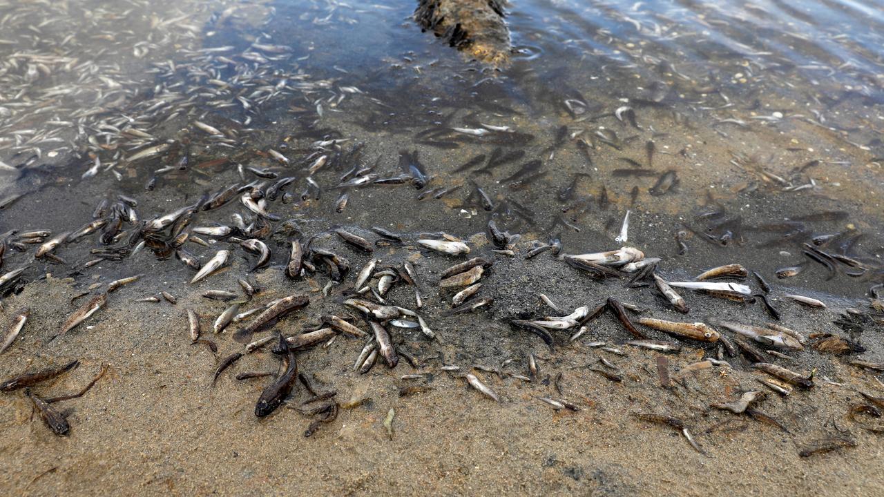 Des ONG écologistes ont annoncé mercredi avoir porté plainte contre l'Espagne auprès de la Commission européenne au sujet de la pollution de la mer Mineure, gigantesque lagune salée asphyxiée par les rejets de l'agriculture. [REUTERS - EVA MANEZ]