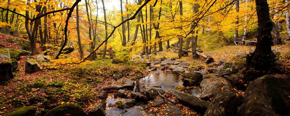 Forêt lumière automne feuille jaunes. [Depositphotos - sliper84]