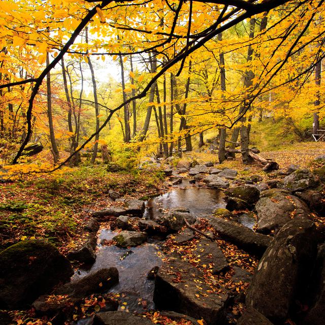 Forêt lumière automne feuille jaunes. [Depositphotos - sliper84]