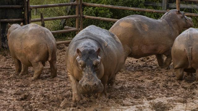 Vingt-quatre des 80 hippopotames qui ont colonisé les eaux voisines de l'ancienne propriété du célèbre narcotrafiquant Pablo Escobar, en Colombie, ont été stérilisés afin de maîtriser leur croissance "incontrôlée". [AFP - CORNARE]