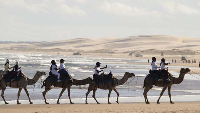 Samedi 1er mai: des touristes font une balade à dos de dromadaires sur la plage de Birubi, en Australie. [Keystone - AP Photo/Mark Baker]