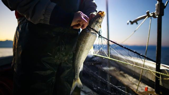 Pêche d'une fera dans le Lac Léman à proximité de Allaman. [Keystone - Valentin Flauraud]