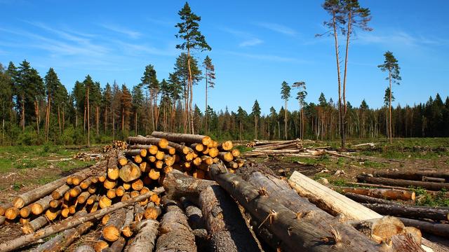 Fléau mondial, facteur aggravant du réchauffement climatique, accélérateur de lʹeffondrement de la biodiversité, la déforestation est un phénomène complexe et recouvre des réalités géographiques, environnementales et socio-économiques très diverses. [Depositphotos - Kingan77]