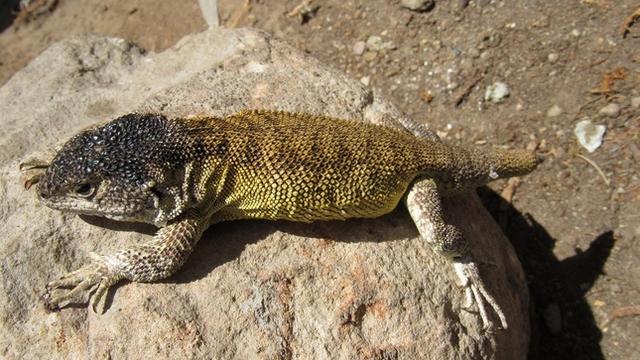 Un lézard Liolaemus warjantay découvert au sud du Pérou. [gob.pe - SERNANP]