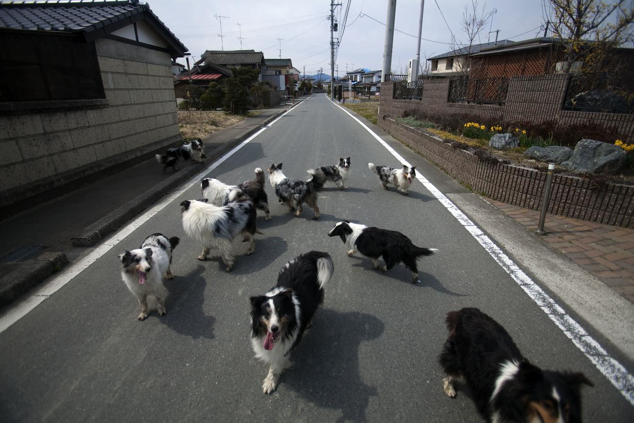 Des chiens abandonnés parcourent les rues désertées de Minamisoma, dans la zone d'évacuation de 20 km autour de Fukushima Daiichi. Japon, le 7 avril 2011. [Keystone/ap photo - David Guttenfelder]