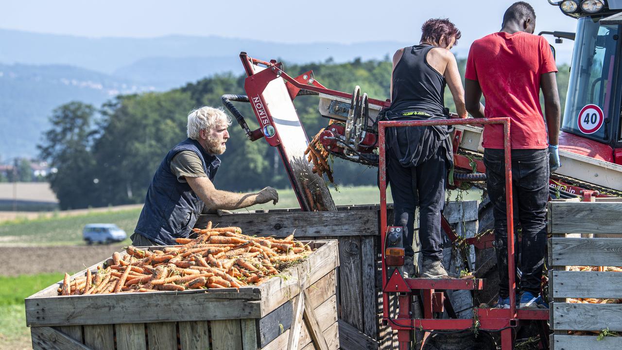 Des paysans récoltent des carottes, le 22 juillet 2021 dans le canton de Berne. [Keystone - Marcel Bieri]