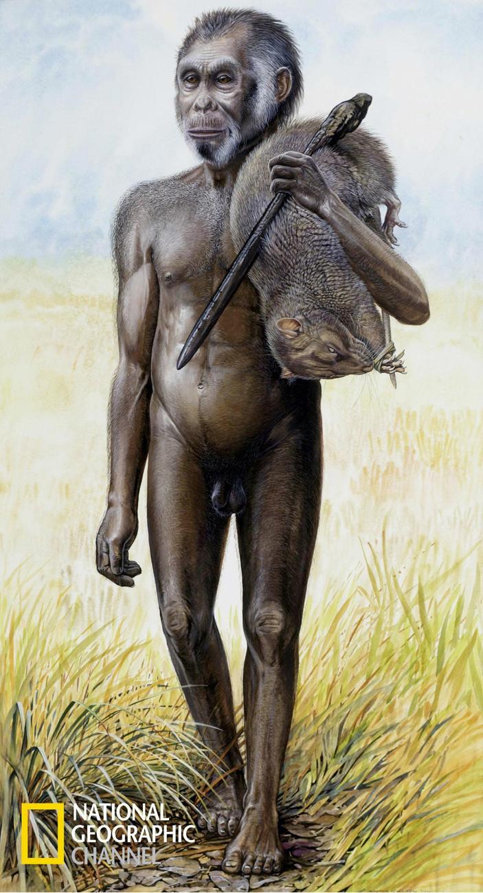 L'Homo floresiensis avait une très petite capacité crânienne et avait des bras et des pieds très longs comparé à un être humain moderne. [Keystone/AP photo - Peter Schouten/National Geographic]