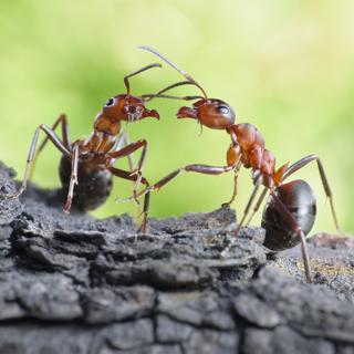 L'organisation chez les fourmis est très complexe.
antrey
Depositphotos [antrey]