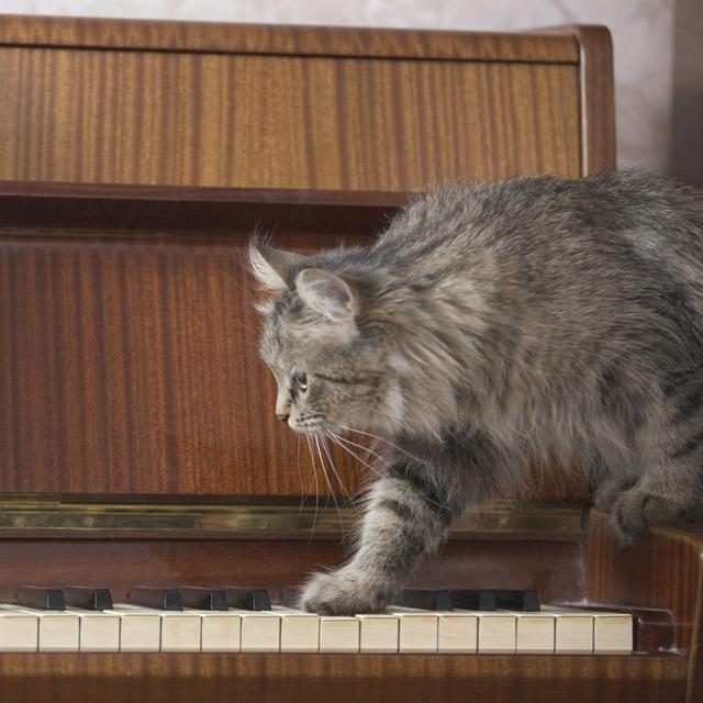 Les chats dans la musique. [Depositphotos - londondeposit]