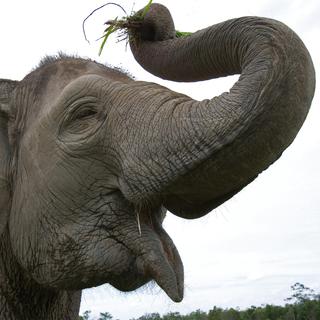 La trompe des éléphants est un organe d'une grande complexité.
GUDKOVANDREY
Depositphotos [GUDKOVANDREY]