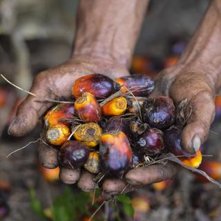 L'huile de palme est tirée des fruits du palmier à huile, particulièrement riches en graisse végétale. [AFP - Chaideer Mahyuddin]