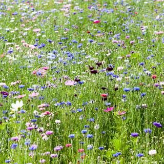 Une prairie fleurie. [Depositphotos - Chretien]