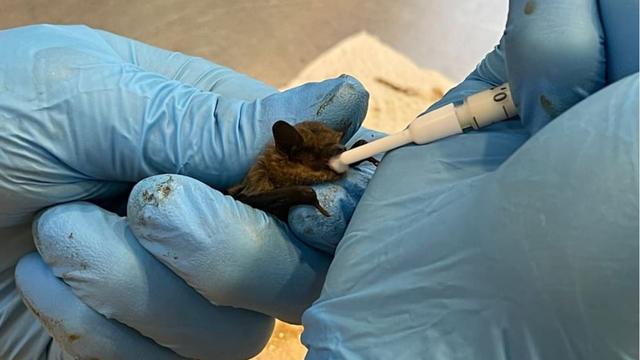 Les bébés chauves-souris sont nourris délicatement aux urgences du Zoo de Zurich. [Zoo Zürich - Nicole Schnyder]