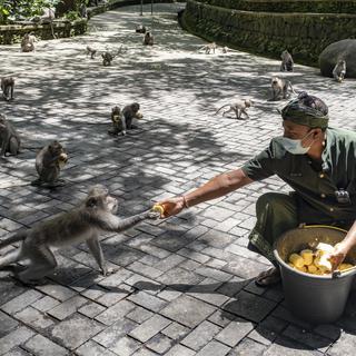 Lundi 20 septembre: un homme nourrit des macaques dans la forêt de singes d'Ubud à Bali, en Indonésie. Des aides ont été débloquées, car la baisse du tourisme due au Covid a fait chuter les droits d'entrée, principale source de financement pour acheter de la nourriture pour les primates. [Keystone - EPA/MADE NAGI]