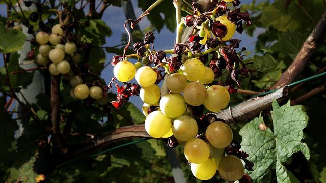 Une grappe de raisin endommagée par la grêle (image d'illustration). [Keystone - Fabrice Coffrini]