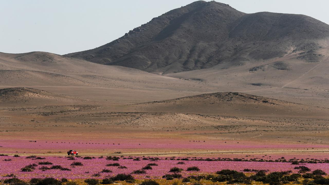 Des champs de fleurs dans le désert d'Atacama, au Chili, photographiés le 7 octobre 2021. [Keystone - José Caviedes]
