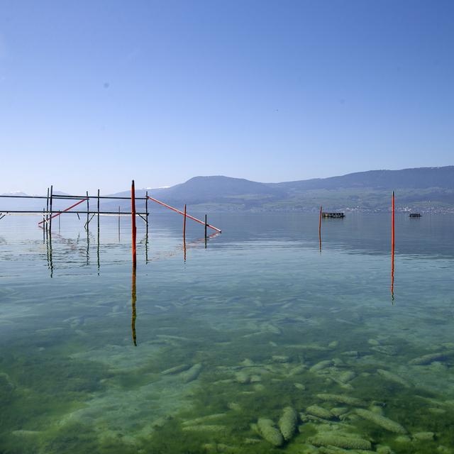 Des prélèvements d'échantillons d'eau et de sédiments dans le lac de Neuchâtel sont faits par l'armée sur la place de tir de Forel. [Keystone - Salvatore Di Nolfi]