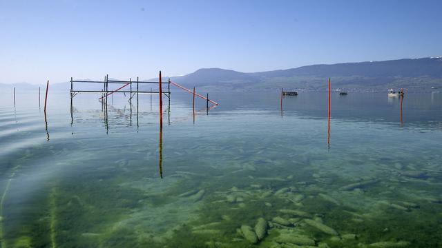 Des prélèvements d'échantillons d'eau et de sédiments dans le lac de Neuchâtel sont faits par l'armée sur la place de tir de Forel. [Keystone - Salvatore Di Nolfi]