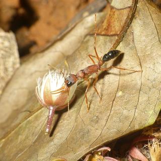 La fourmi indienne Harpegnathos saltator peut passer d'ouvrière à reine grâce à une protéine.
L. Shyamal
CC4.0 [CC4.0 - L. Shyamal]