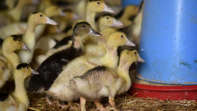 Des centaines de milliers de canards doivent être tués en France à cause de la grippe aviaire. [AFP - GAIZKA IROZ]