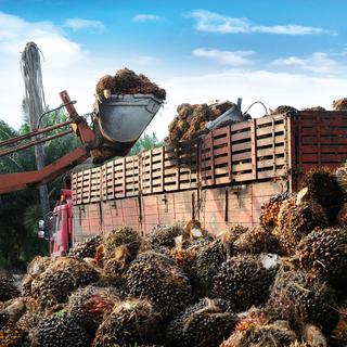 Une pelleteuse récolte des fruits pour faire de l'huile de palme. [Depositphotos - tristantan71]