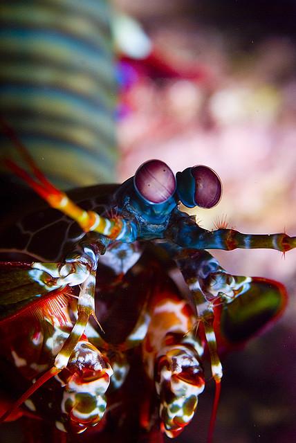 Odontodactylus scyllarus, une mante des mers. Elle possède seize types de photorécepteurs différents. [Wikimédia CC BY-SA 2.0 - Nazir Amin/underwatershoot.com]