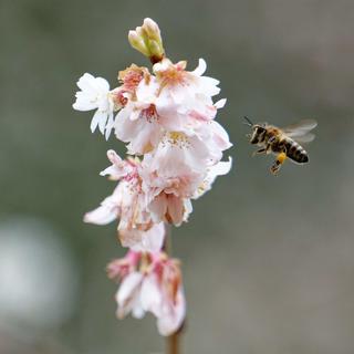 Jeudi 30 décembre: une abeille se dirige vers les fleurs d'un cerisier déjà en fleurs en Rhénanie-du-Nord-Westphalie (Allemagne) en raison des températures inhabituellement élevées. [Keystone/DPA - Henning Kaiser]