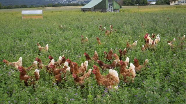 L'agriculture suisse subit de nombreuses offensives politiques. [KEYSTONE - Salvatore Di Nolfi]