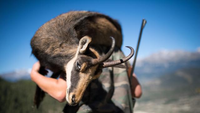 La chasse au chamois, espèce protégée, fait polémique dans le Jura. [KEYSTONE - Olivier Maire]