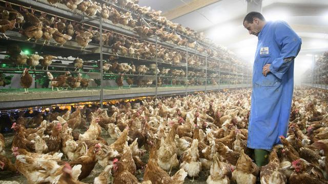 Des poules pondeuses au poulailler avicole Delacuisine, le 16 novembre 2016, à Daillens. [Keystone - Laurent Gillieron]