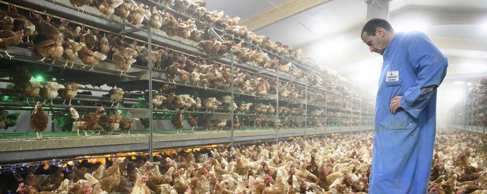 Des poules pondeuses au poulailler avicole Delacuisine, le 16 novembre 2016, à Daillens. [Keystone - Laurent Gillieron]