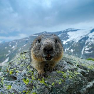 Gros plan sur une marmotte qui regarde la caméra avec un air curieux. [Depositphotos - OndrejProsicky]