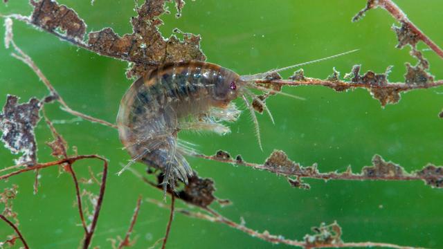 Le gammare des ruisseaux (Gammarus fossarum) élu Animal de l'année 2021 par Pro Natura. [Keystone - Pro Natura/Verena Lubini]