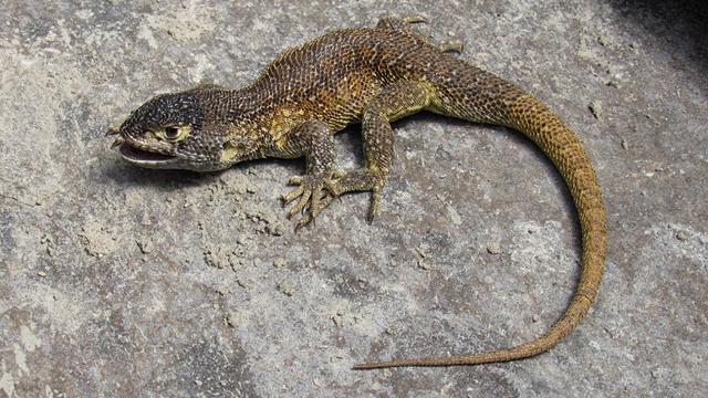 Une nouvelle espèce de lézard, baptisée Liolaemus warjantay, a été découverte dans la réserve de Cotahuasi, à Arequipa, dans le sud du Pérou. Septembre 2021. [AFP - SERNANP]