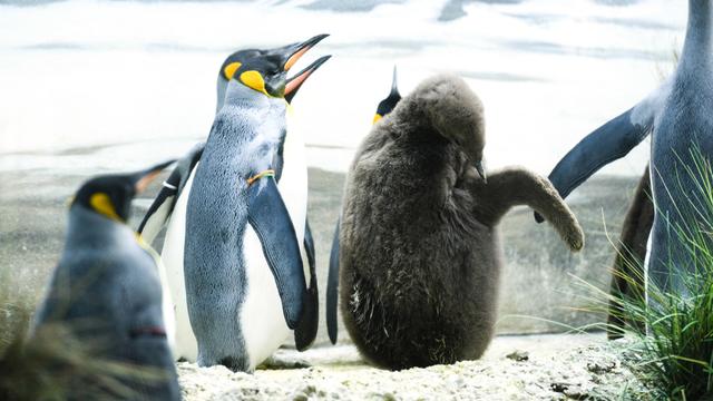 Des manchots royaux photographiés le 19 octobre 2016 au zoo de Zurich. [Keystone - Manuel Lopez]