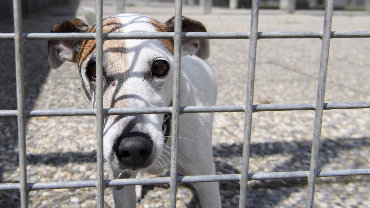 Les importations illégales d'animaux ont explosé avec le confinement [KEYSTONE - Laurent Gillieron]