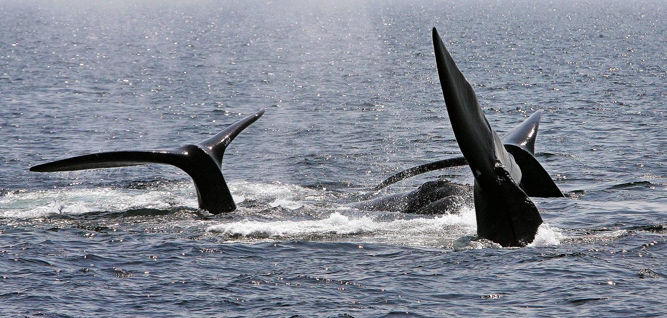 Les baleines se meuvent grâce à leurs nageoires caudales. [AP/Keystone - Stephan Savoia]